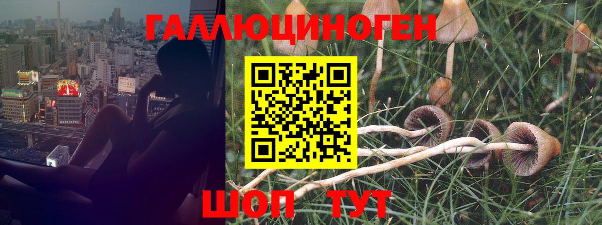 Галлюциногенные грибы GOLDEN TEACHER  Галлюциногенные грибы Magic Shrooms  Вход с VPN  Бердск 